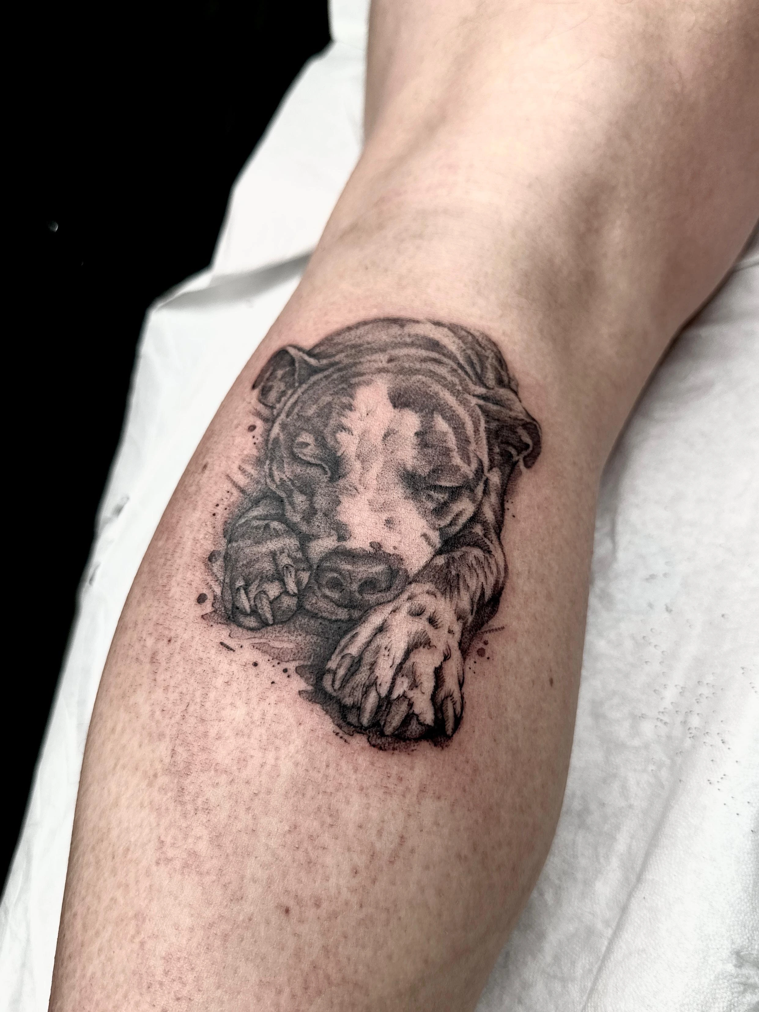 Tatuaje de perro realista - Lux Tattoo Studio Le&oacute;n